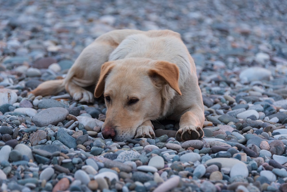 a brown dog laying on a rocky beach