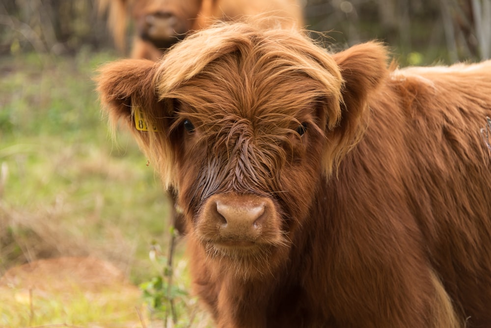 a close up of a brown cow in a field