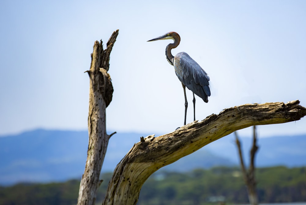 a bird is standing on a tree branch