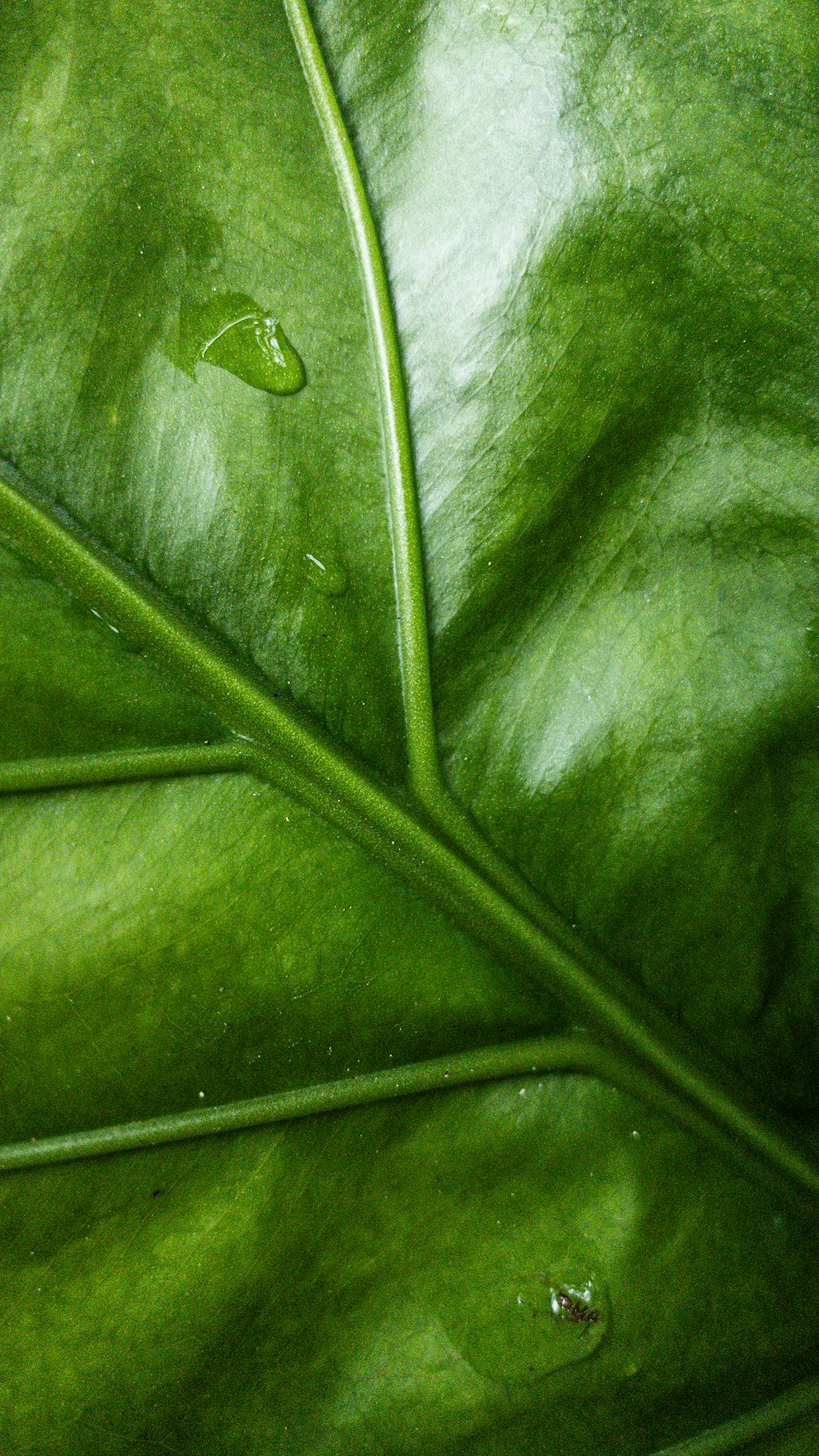 a green leaf with drops of water on it