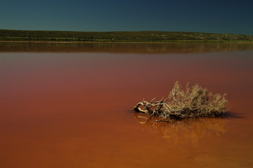 a dead tree in the middle of a lake