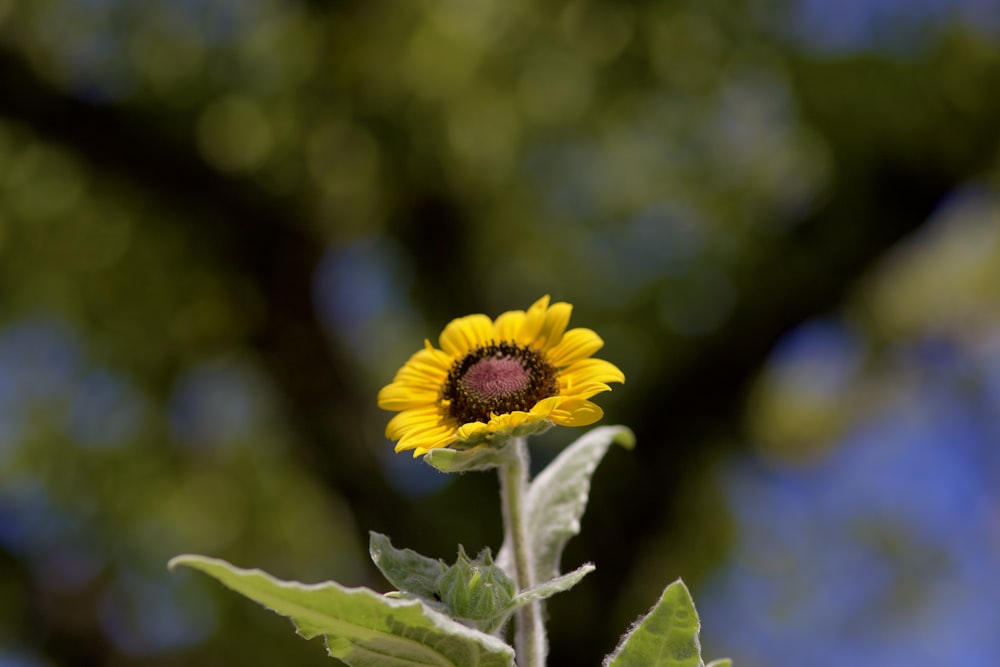 a single sunflower is blooming on a sunny day