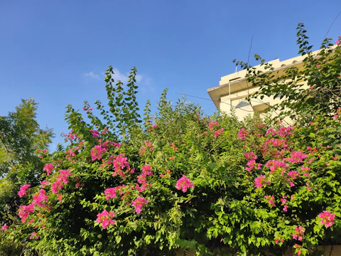 A lush terrace garden with colorful flowers and green foliage under a clear sky.