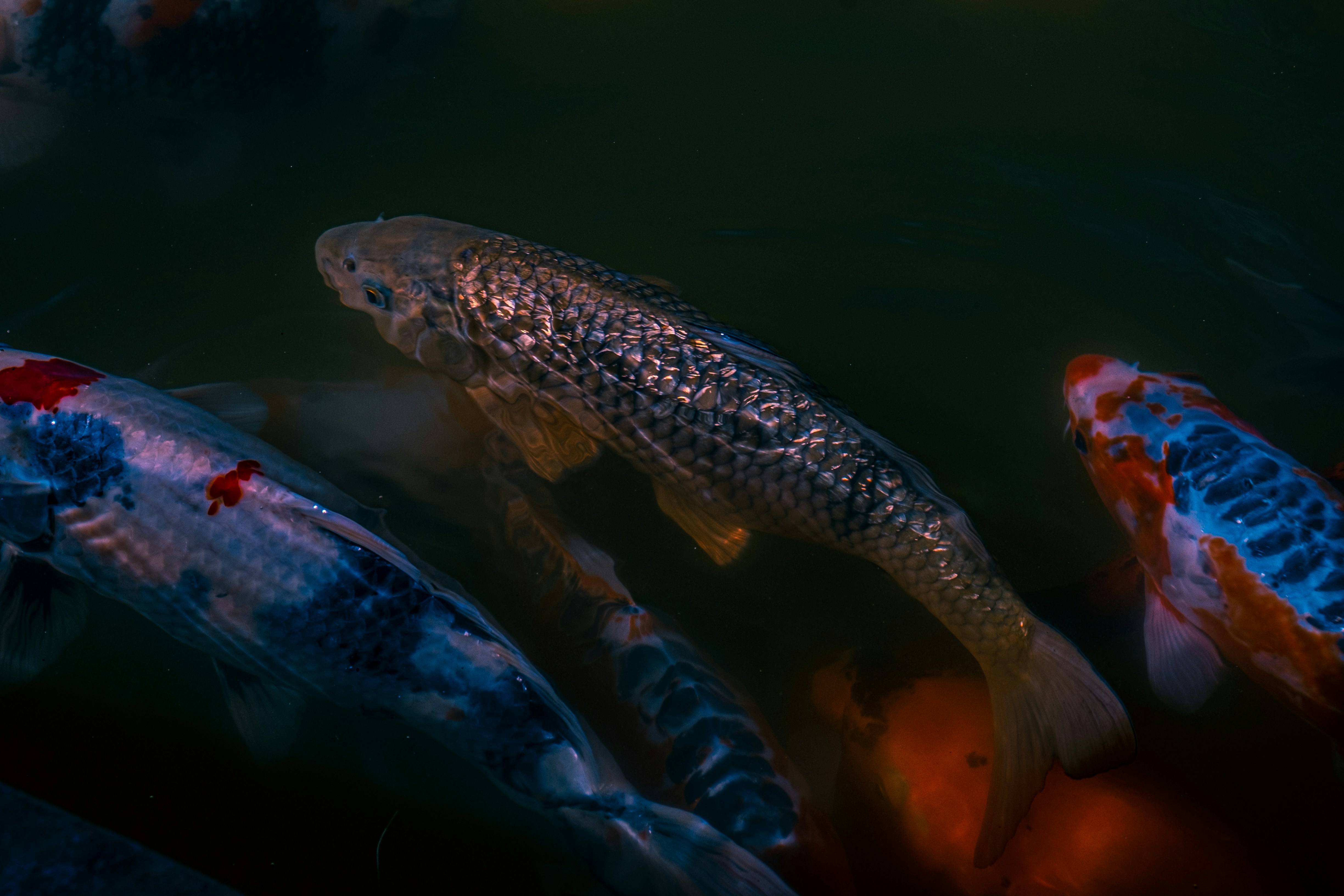 sekelompok ikan berenang di kolam