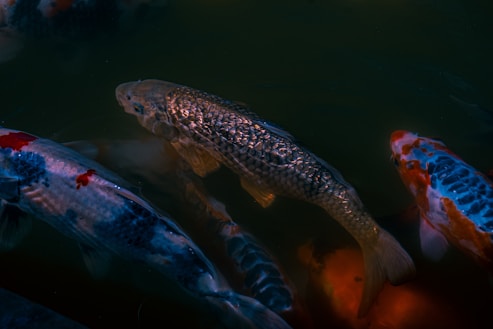 A group of koi fish swimming underwater with visible scales and patterns in rich, contrasted colors. The central fish is a light tan, surrounded by others in shades of white, blue, orange, and red, creating a harmonious aquatic scene.