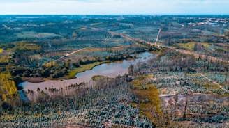 Aerial view of a freshly acquired rural land parcel bordered by trees.