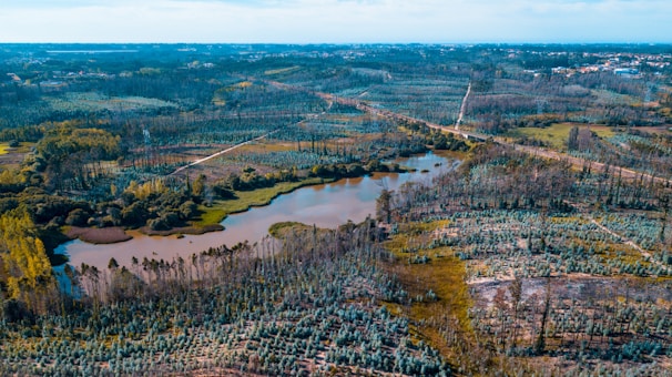 Aerial view of a freshly acquired rural land parcel bordered by trees.