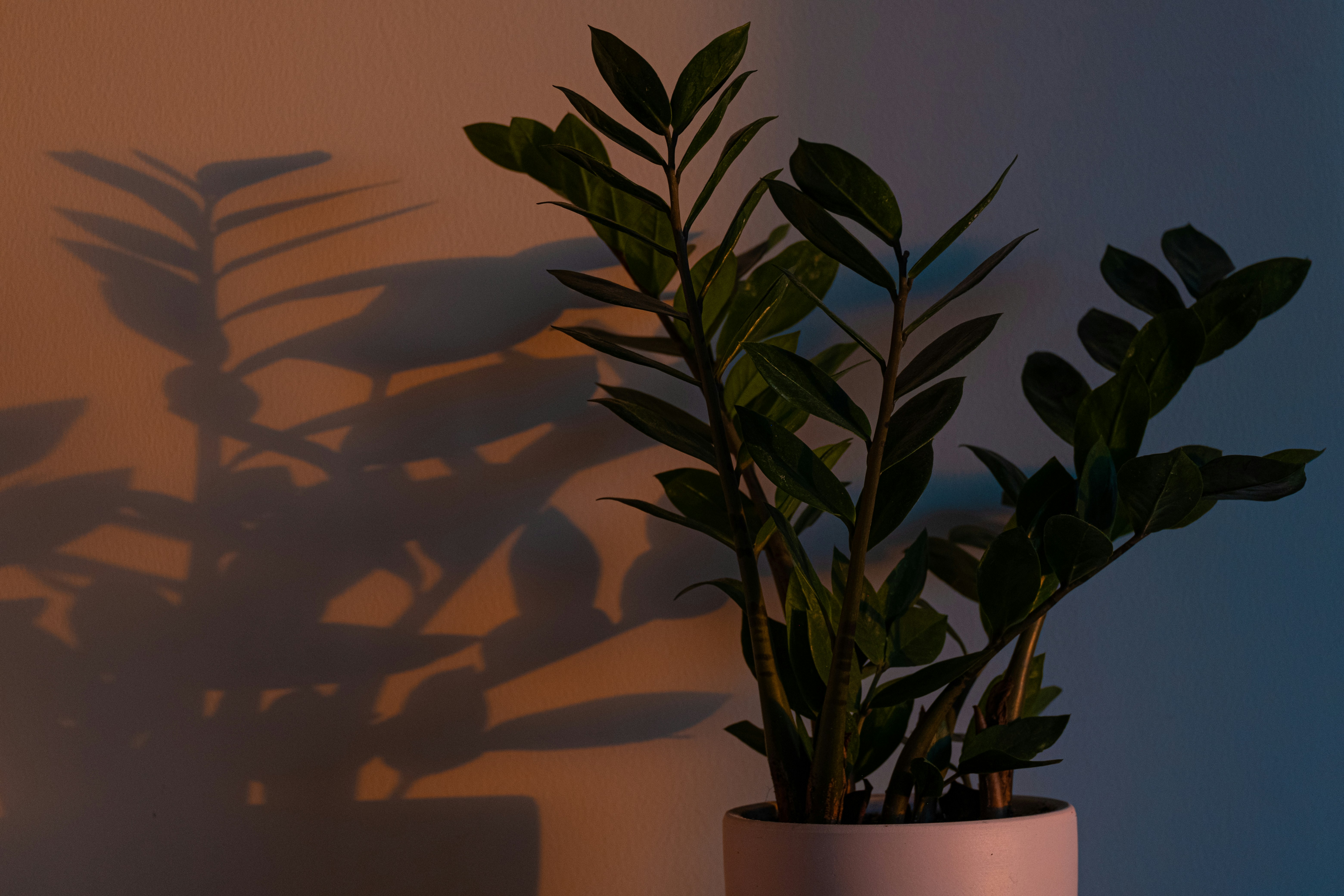 a plant casts a shadow on a wall
