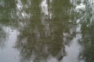 A close-up of raindrops creating ripples on the surface of a pond.