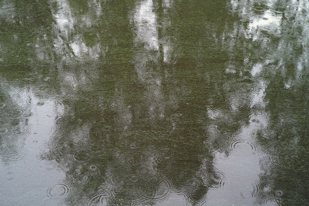 a reflection of a tree in the water