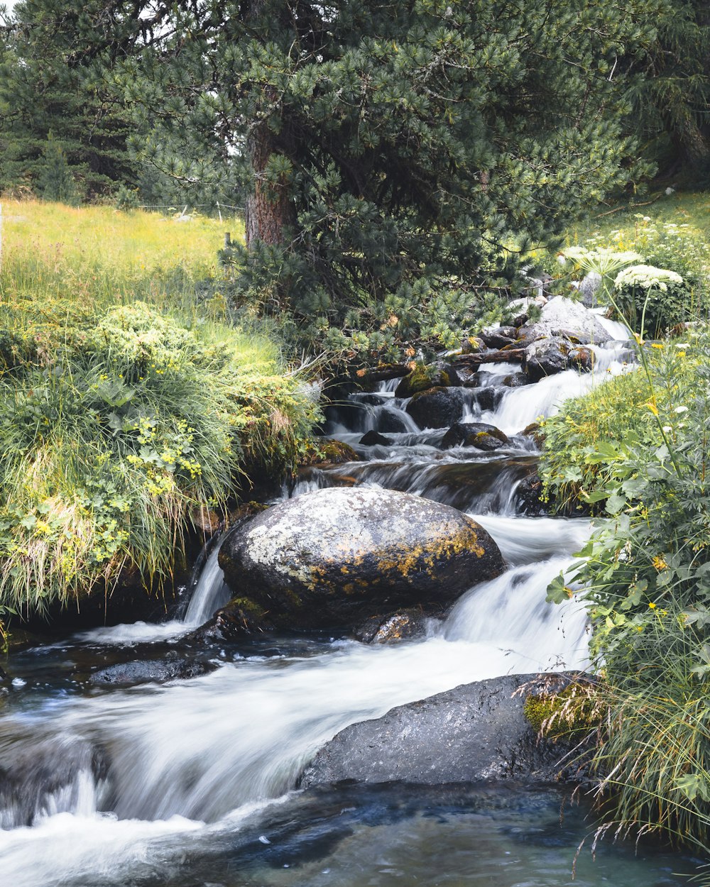 a stream running through a lush green forest