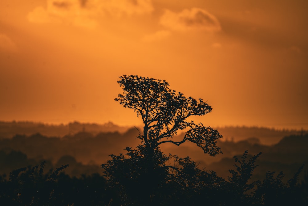 a silhouette of a tree against an orange sky