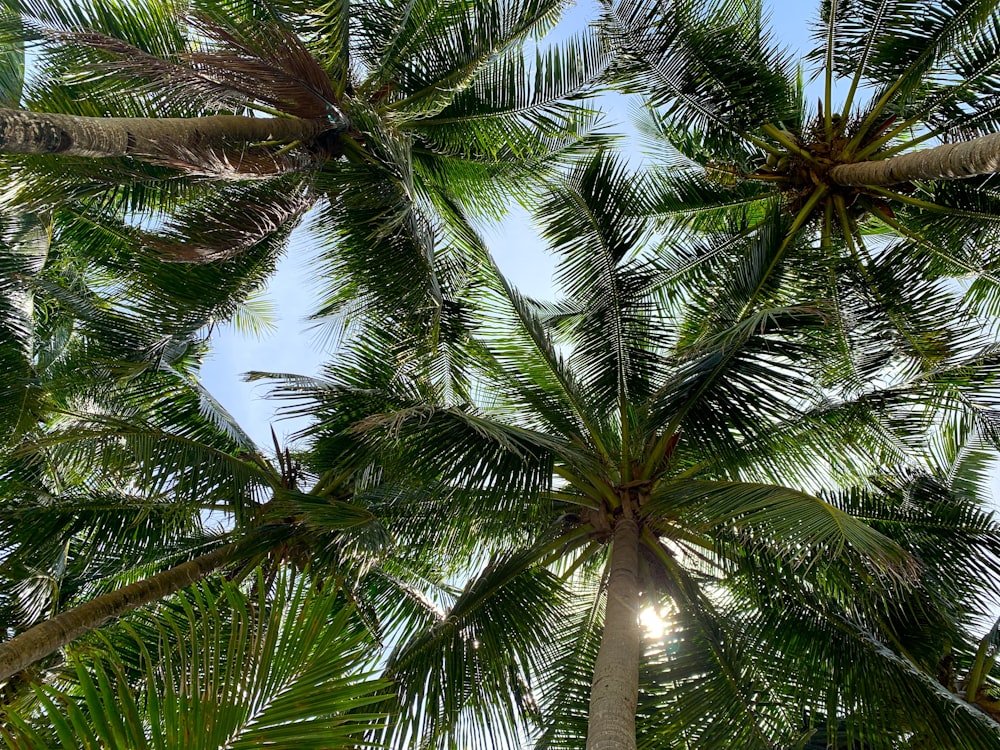 looking up at a palm tree with the sun shining through the leaves