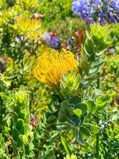 A lush garden with vibrant protea flowers and well-maintained greenery under natural sunlight.
