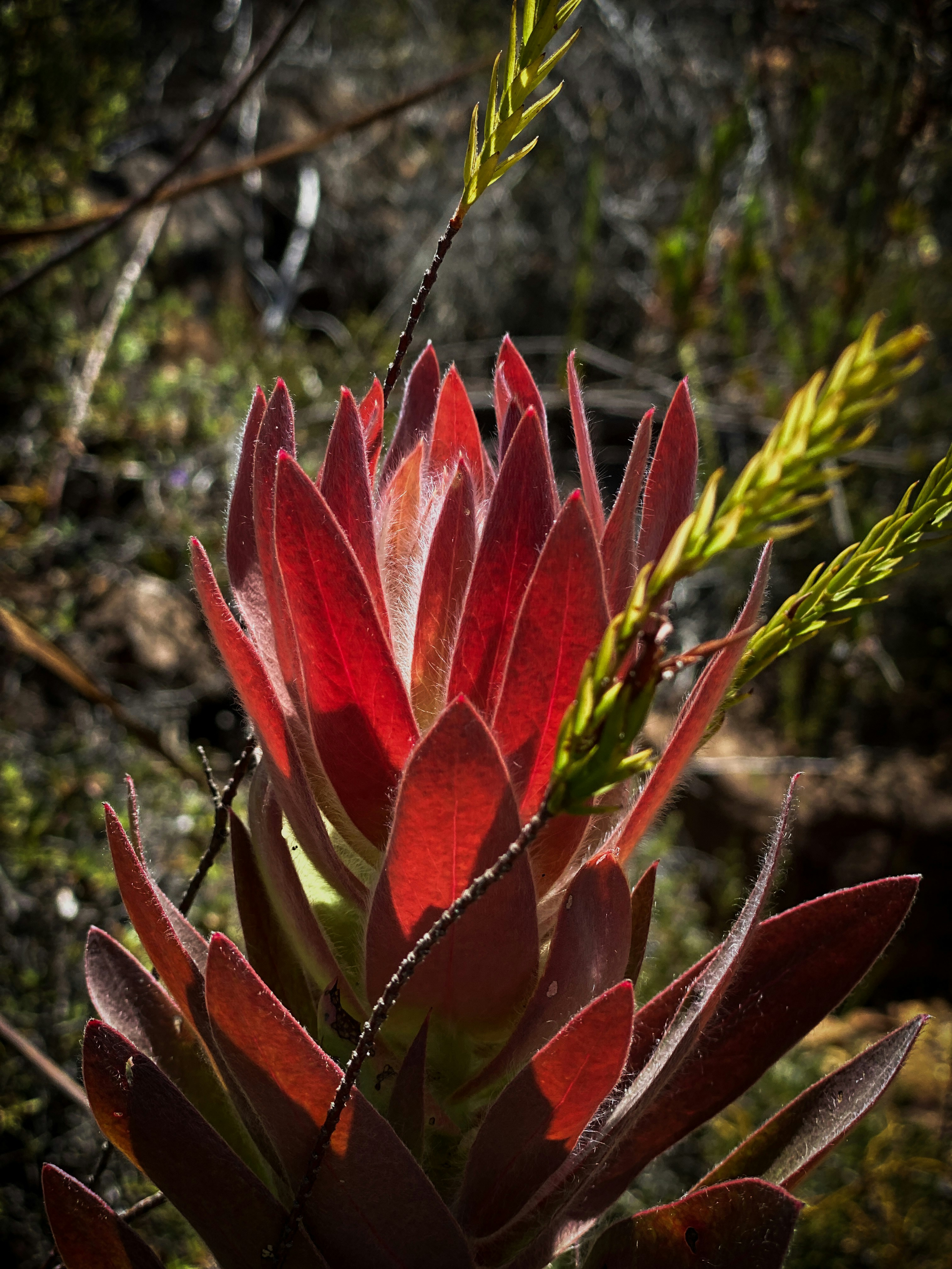 Vibrant Caladium Plant