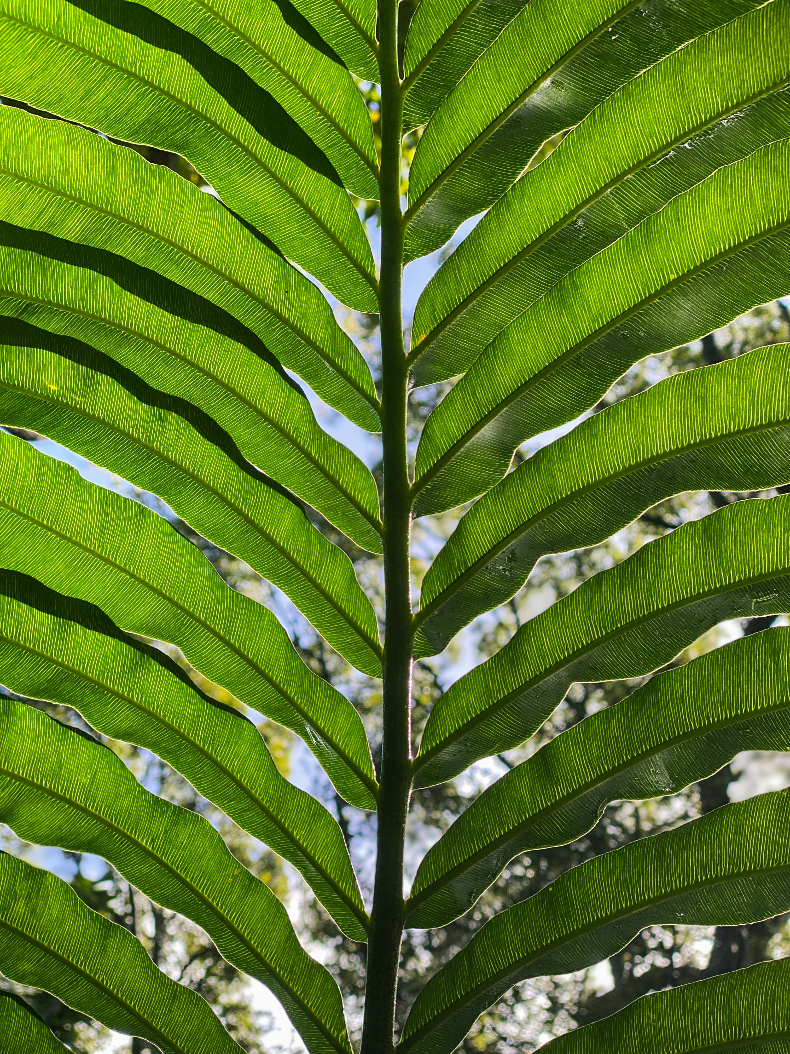 un gros plan d’une grande feuille verte