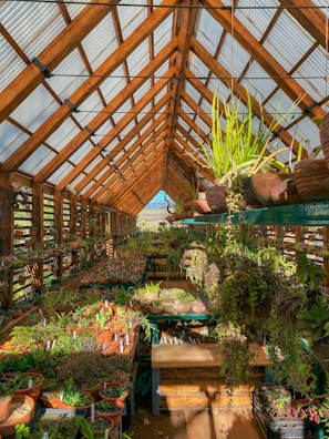 A spacious greenhouse filled with a variety of potted plants and succulents. Wooden shelves hold numerous plants, with hanging greenery above. The greenhouse is constructed with large wooden beams and transparent panels, allowing sunlight to filter in and create a warm, inviting atmosphere.