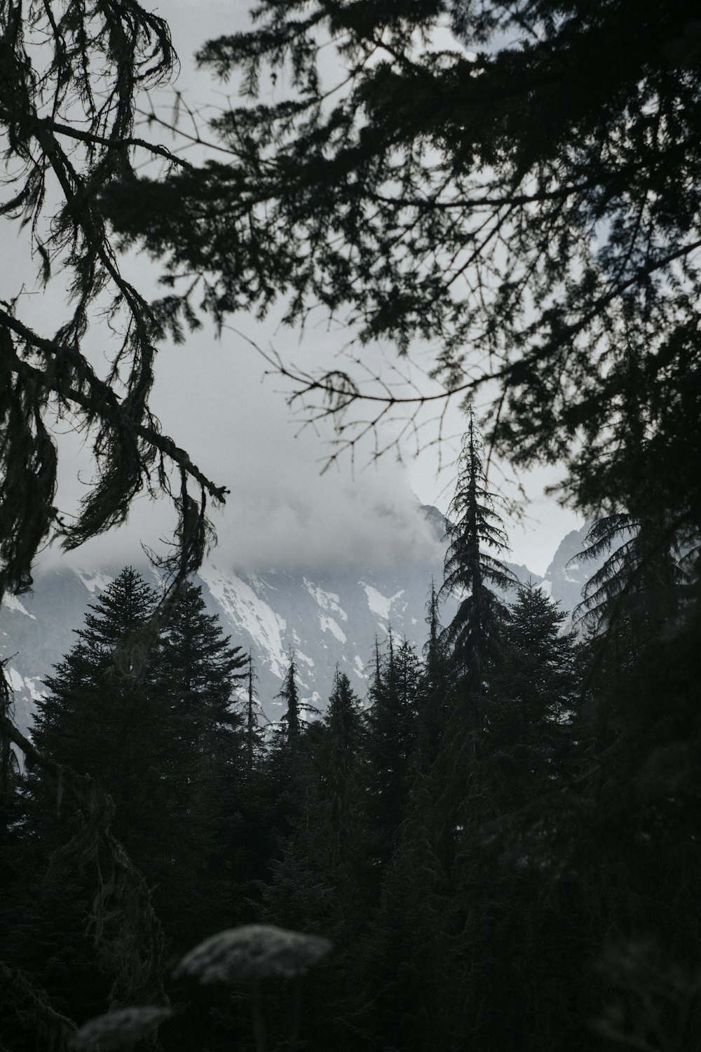 a forest filled with lots of trees under a cloudy sky