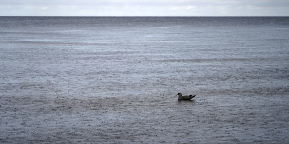 a bird sitting in the middle of a body of water