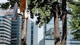 Urban scene with modern glass office buildings and a prominent tree in the foreground. A rusty signpost with a no-parking sign featuring Korean text is also visible. The scene is a mix of nature and city infrastructure.