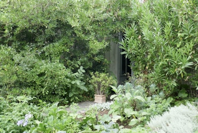 A backyard featuring a winding stone pathway surrounded by lush plants.