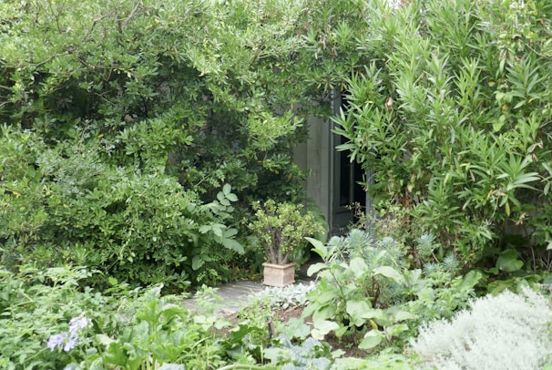 A cozy office garden featuring green shrubs and a small stone path