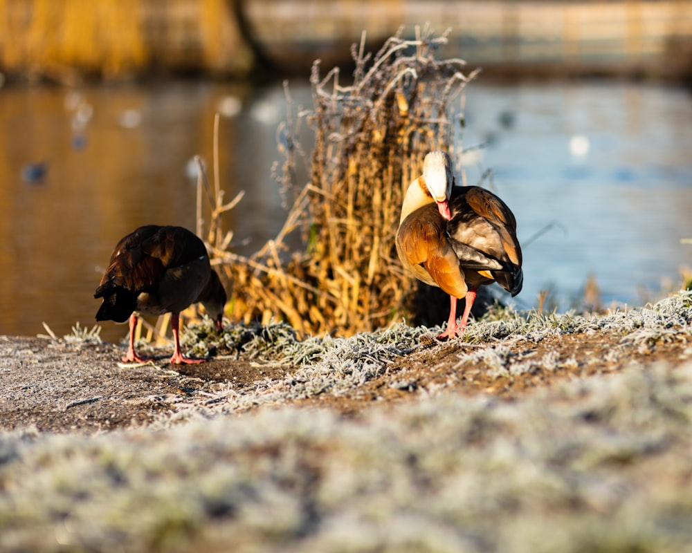 a couple of birds standing next to a body of water