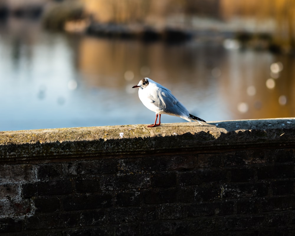 a seagull is standing on a ledge near a body of water