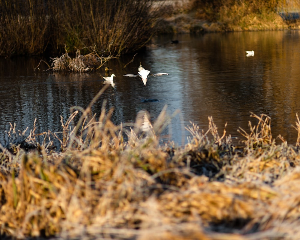 a flock of birds flying over a body of water