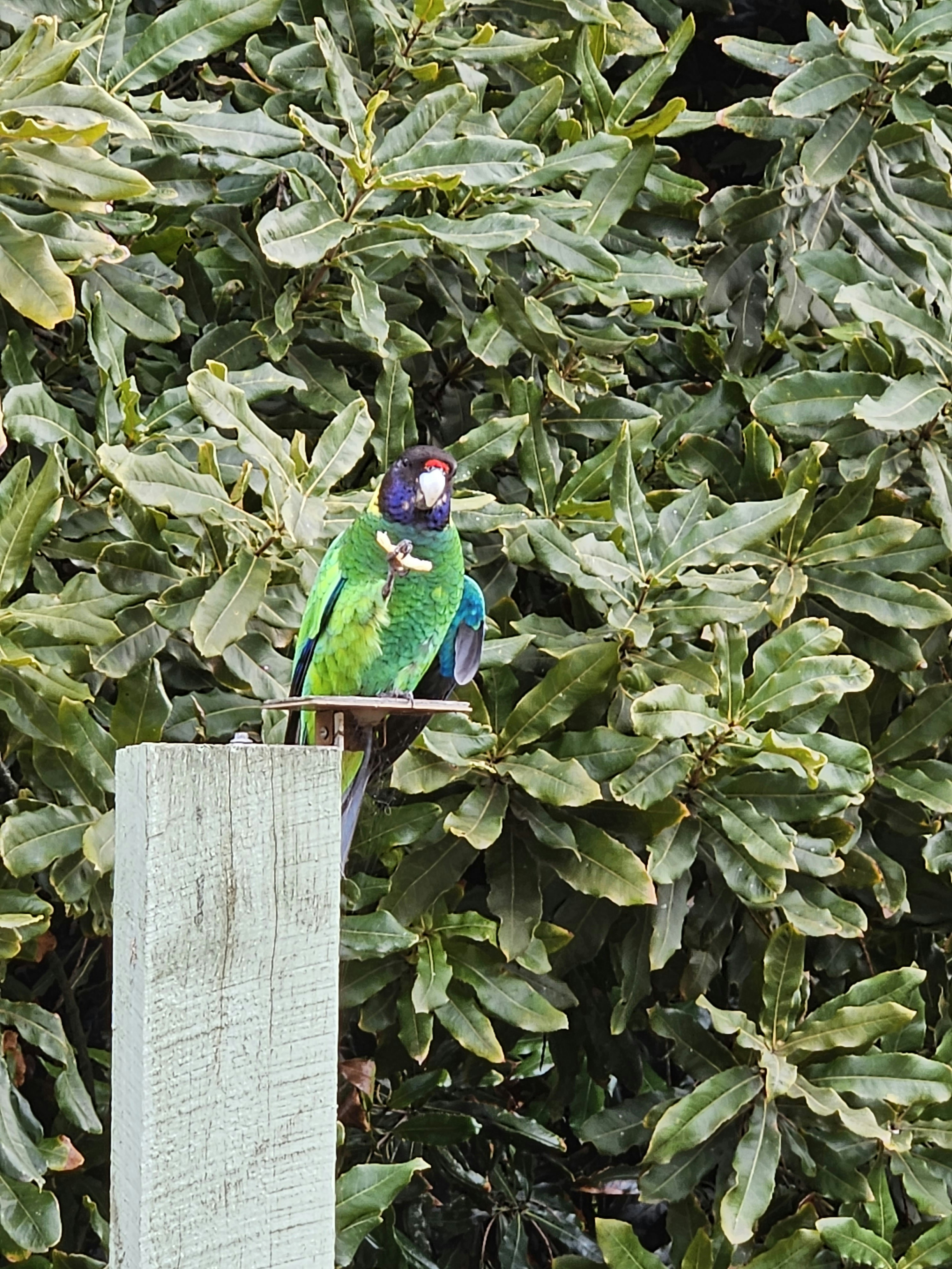 Tropical Parrot Perch