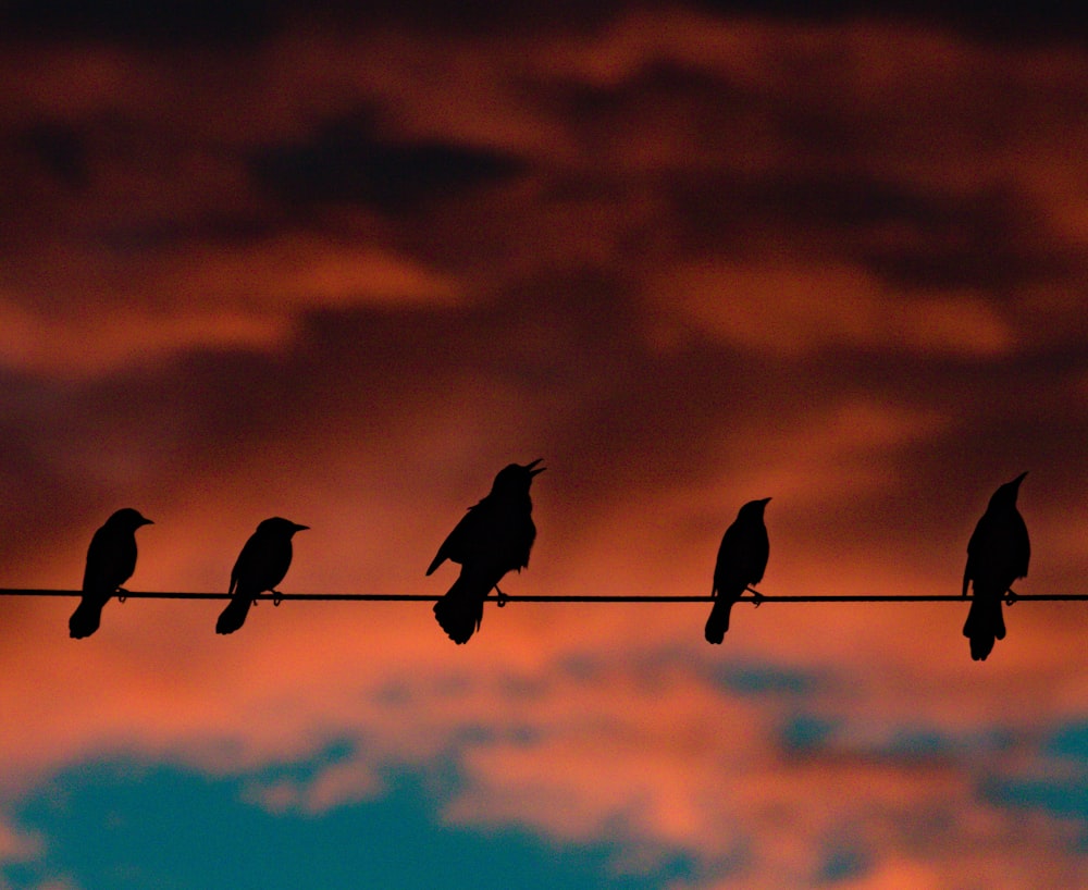 Uno stormo di uccelli seduti in cima a una linea elettrica