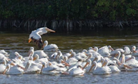 Wildlife of the Danube Delta: a flock of pelicans taking flight over the water.