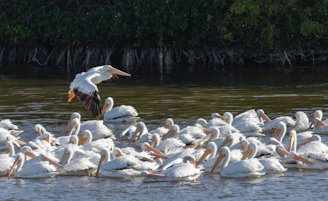 Wildlife of the Danube Delta: a flock of pelicans taking flight over the water.