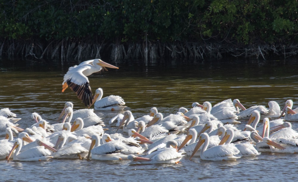 a flock of pelicans in a body of water