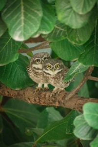 Two tiny owls perched quietly in the corner of a cozy neighborhood scene.