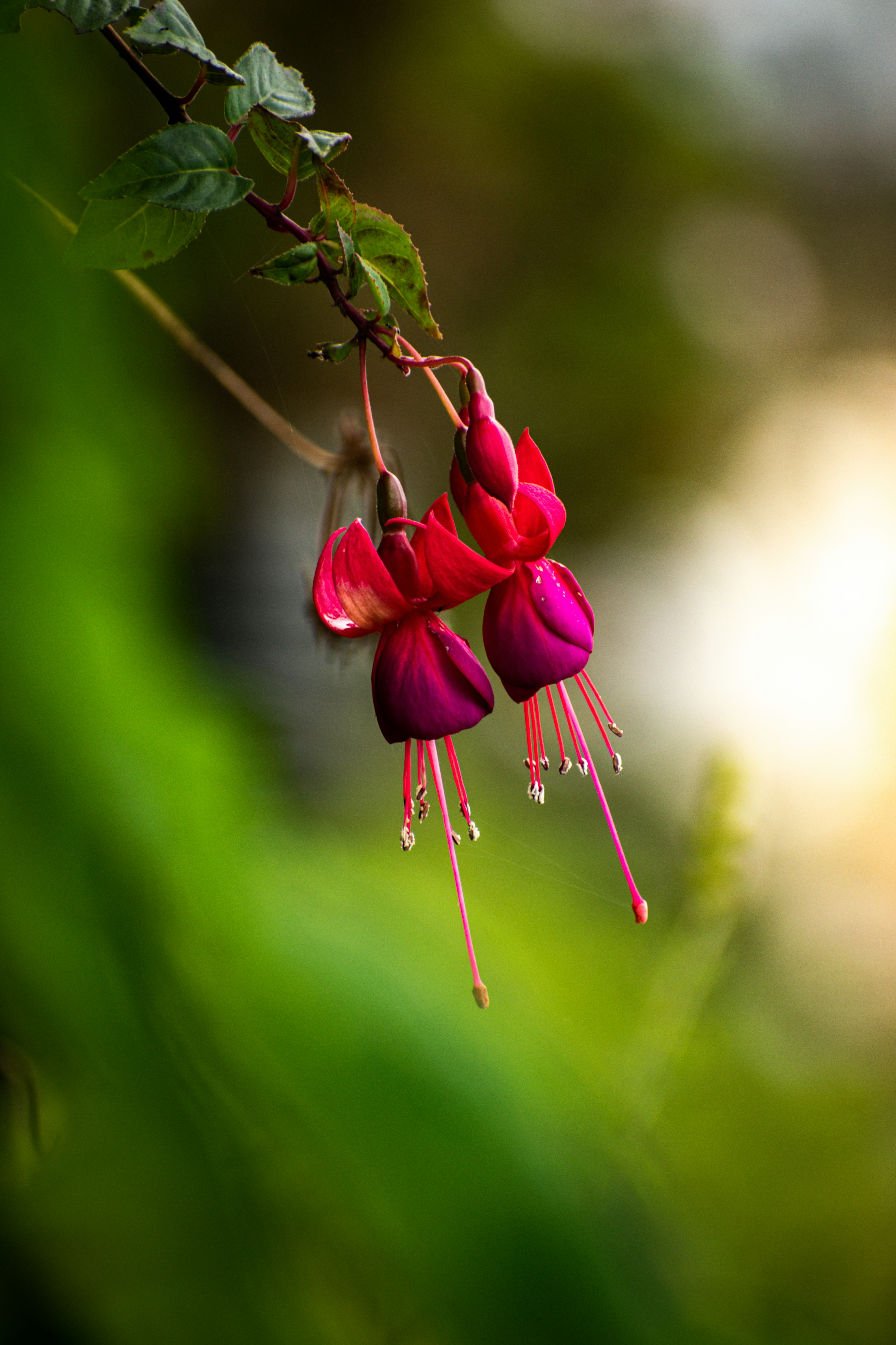 Photo by arijitroy1992