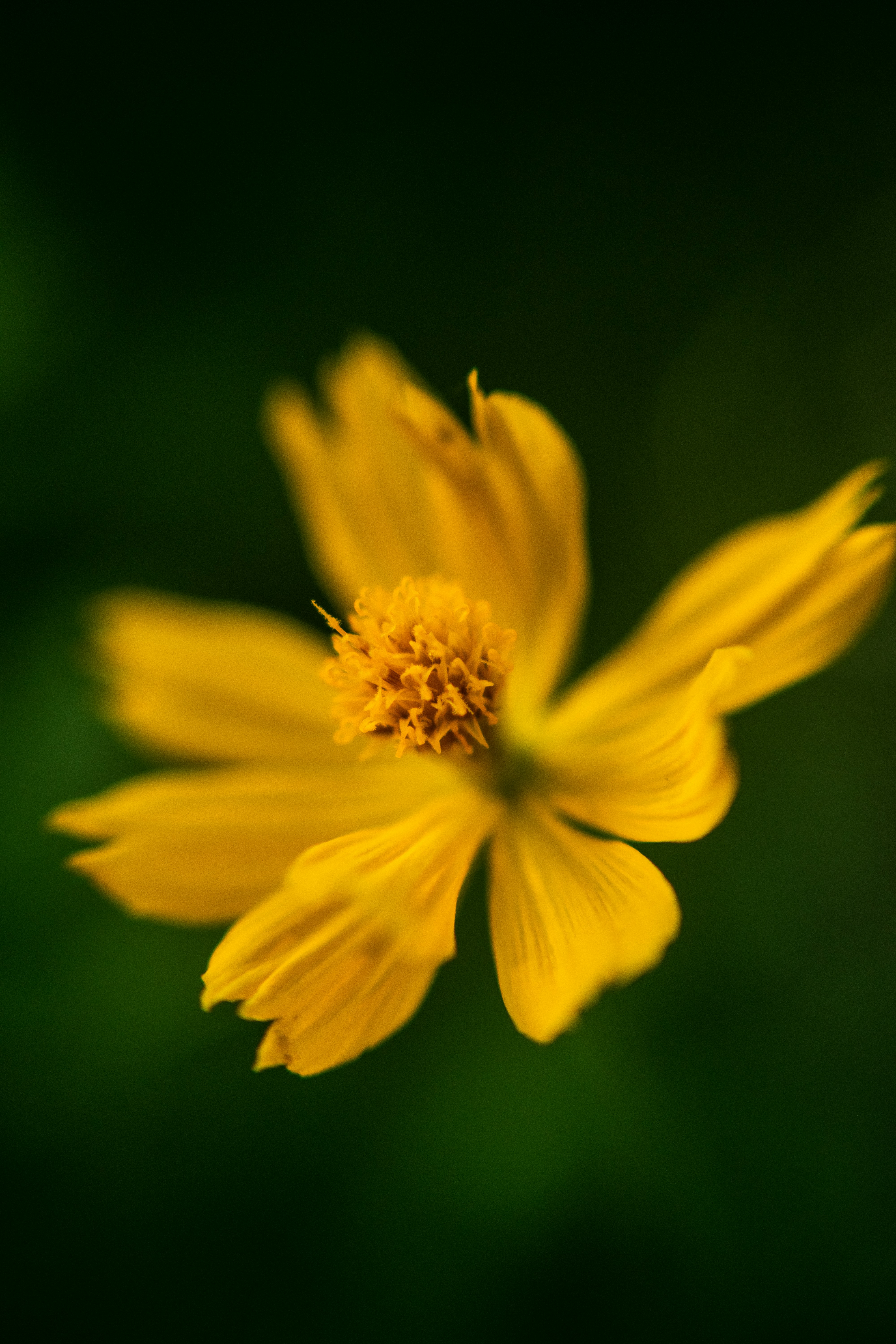 Photo by arijitroy1992