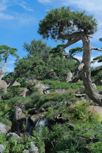 A serene landscape showcasing diverse plant life and natural beauty.