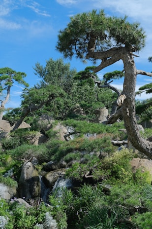 A serene landscape blending Lebanese cedar trees and Brazilian rainforest.