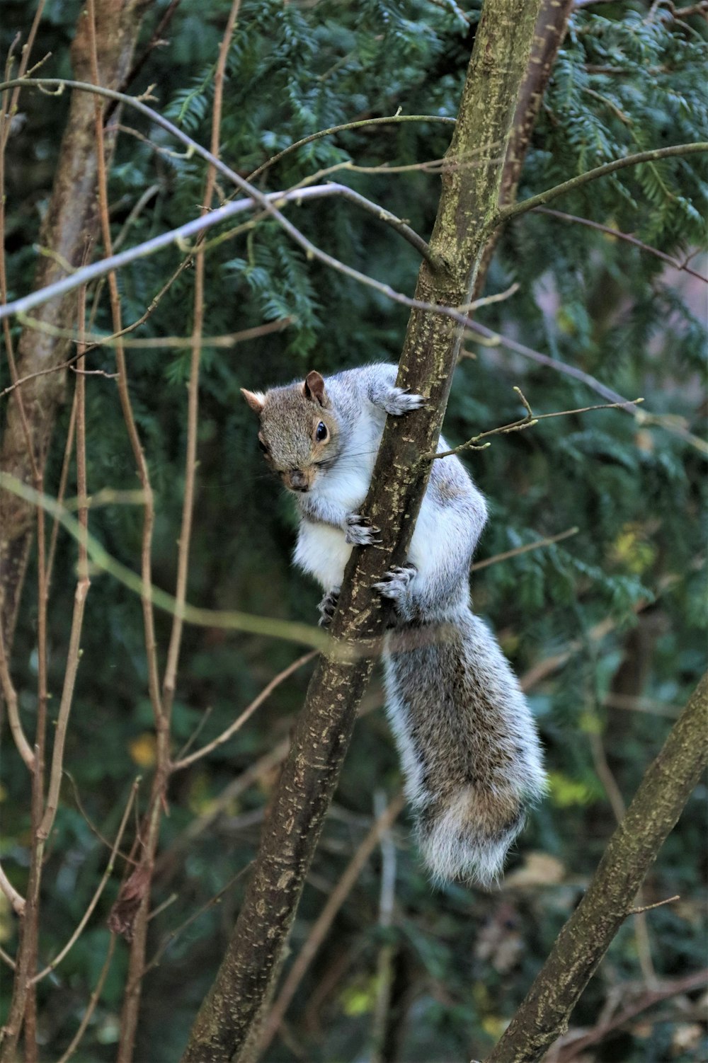 a squirrel is climbing up a tree branch