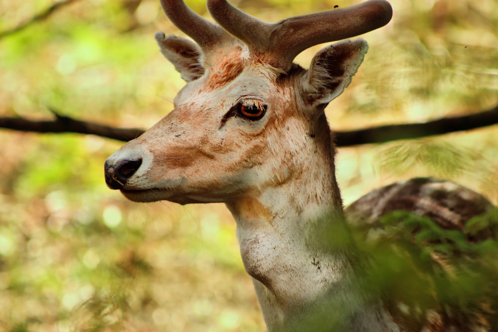 a close up of a deer's head with trees in the background