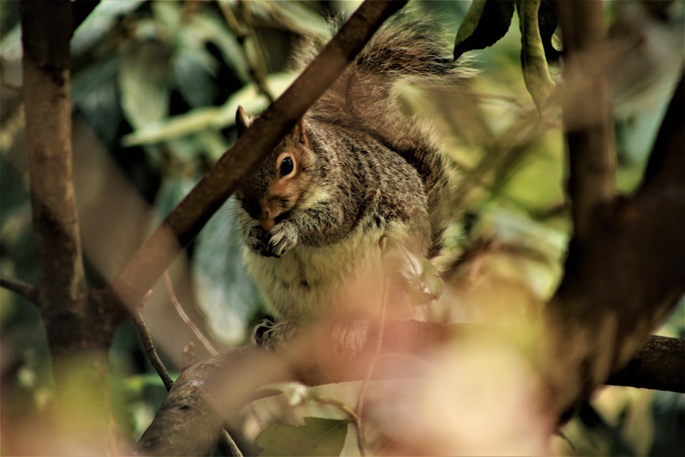 a squirrel is sitting on a tree branch