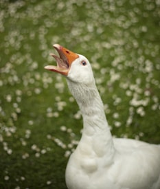 A white goose with an orange beak is seen on a blurred green background, which is dotted with small white flowers. The goose has its beak open and is looking upwards.