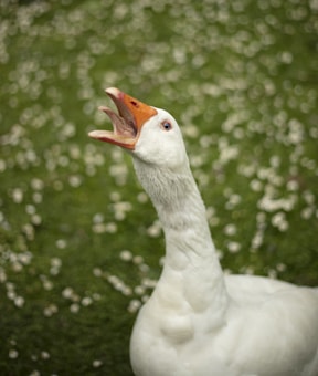 A white goose with an orange beak is seen on a blurred green background, which is dotted with small white flowers. The goose has its beak open and is looking upwards.