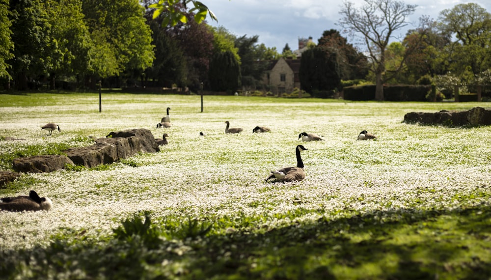 a flock of geese walking across a grass covered field
