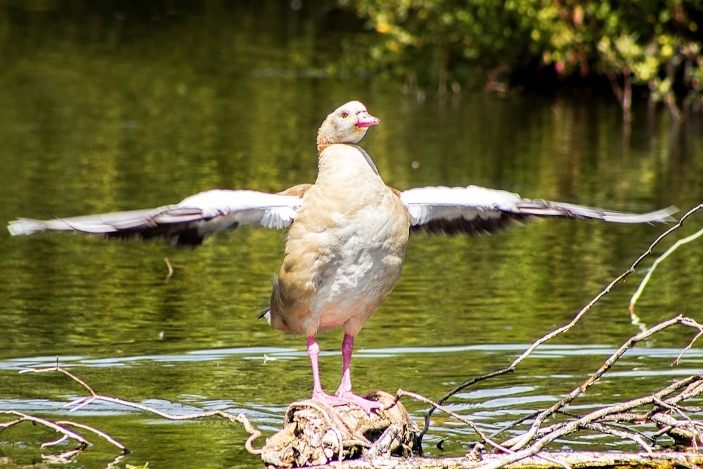 a duck is standing on a log in the water