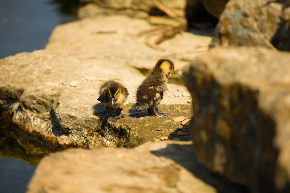 a couple of small birds standing on top of a rock