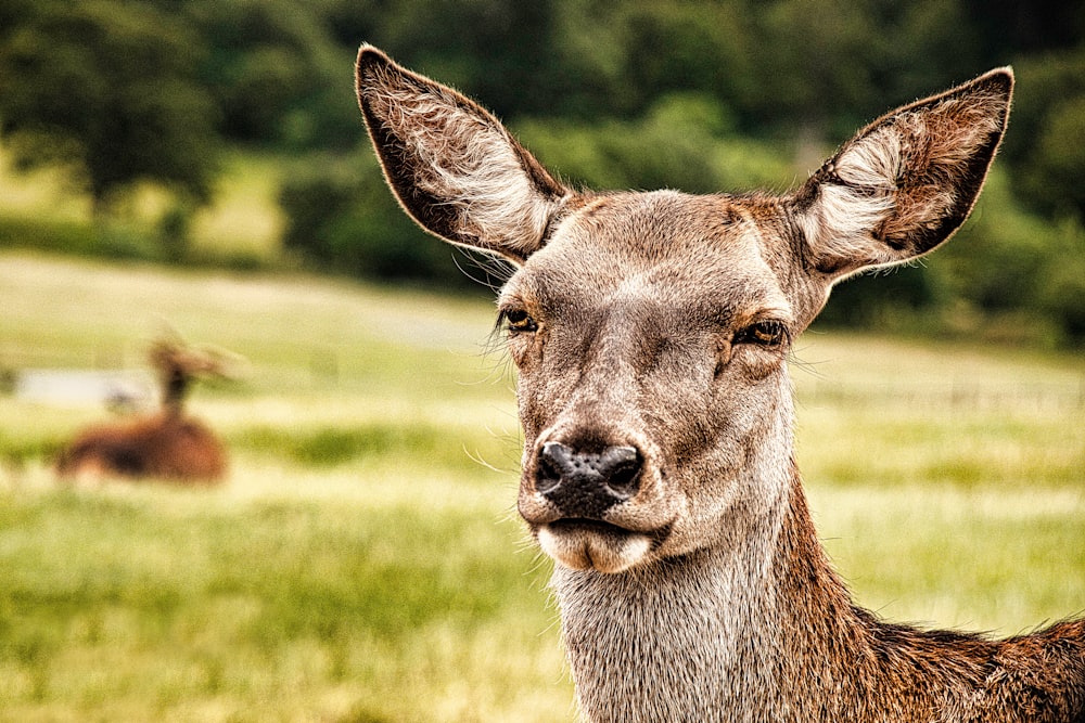 a close up of a deer looking at the camera