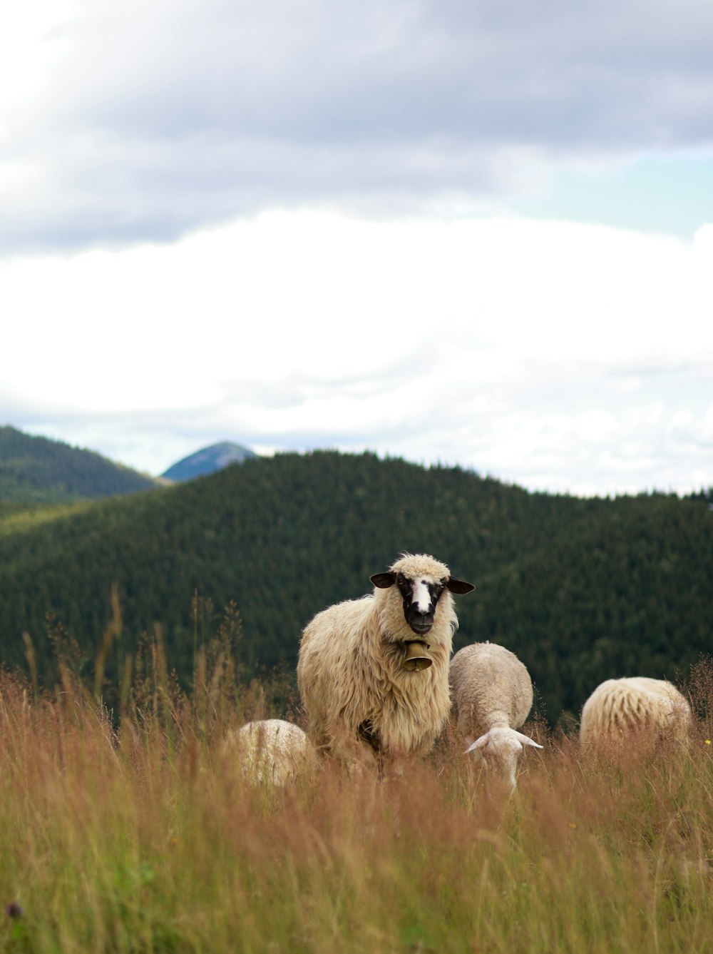 a herd of sheep standing on top of a grass covered field