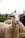 A close-up of a sheep with a light wool coat standing outdoors. The background consists of blurred greenery and a hint of blue sky, suggesting a natural setting.
